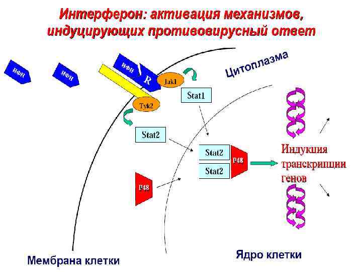 Схема действия интерферонов. Механизм образования интерферонов. Интерферон строение. Механизм противовирусного действия интерферона.