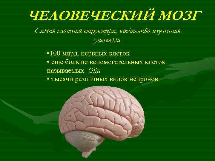 ЧЕЛОВЕЧЕСКИЙ МОЗГ Самая сложная структура, когда-либо изученная учеными • 100 млрд. нервных клеток •