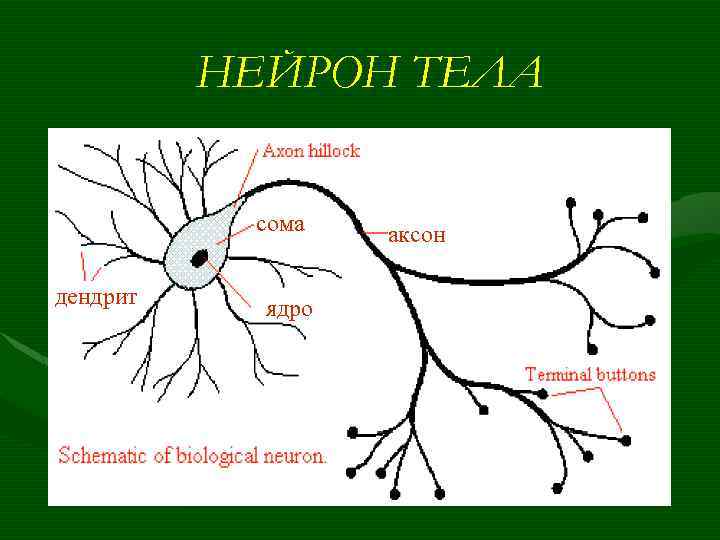 НЕЙРОН ТЕЛА сома дендрит ядро аксон 