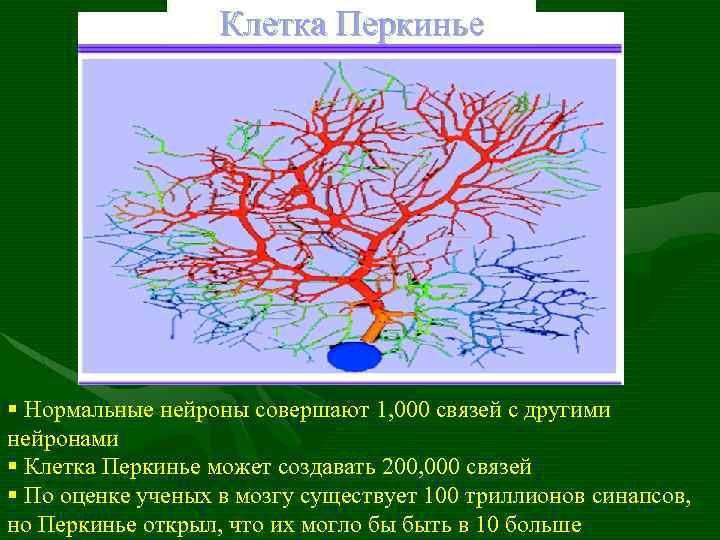 Клетка Перкинье § Нормальные нейроны совершают 1, 000 связей с другими нейронами § Клетка