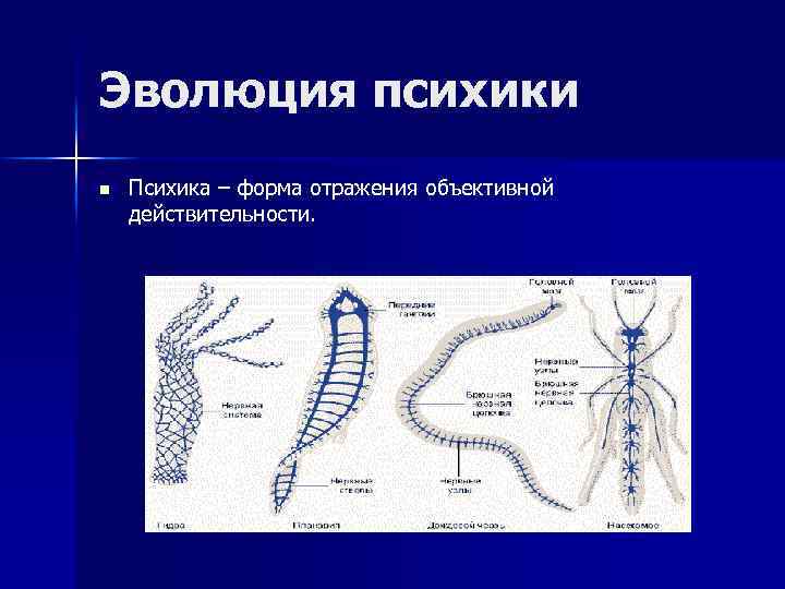 Эволюция психики n Психика – форма отражения объективной действительности. 