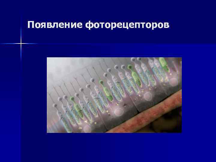 Появление фоторецепторов 