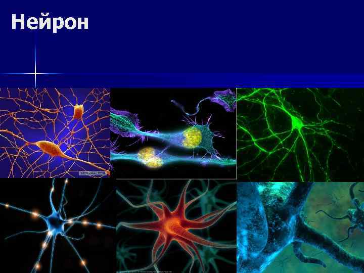 Нейрон 