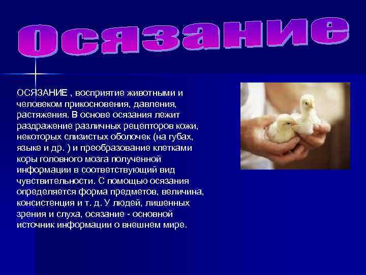 ОСЯЗАНИЕ , восприятие животными и человеком прикосновения, давления, растяжения. В основе осязания лежит раздражение