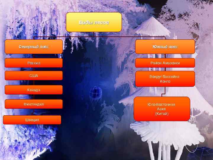 Виды лесов Северный пояс Южный пояс Россия Район Амазонки США Вокруг бассейна Конго Канада