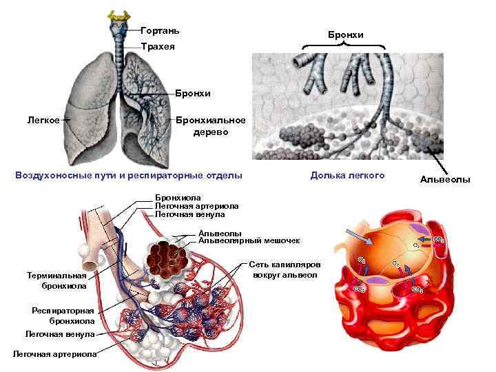 Гортань Бронхи Трахея Бронхи Легкое Бронхиальное дерево Воздухоносные пути и респираторные отделы Долька легкого