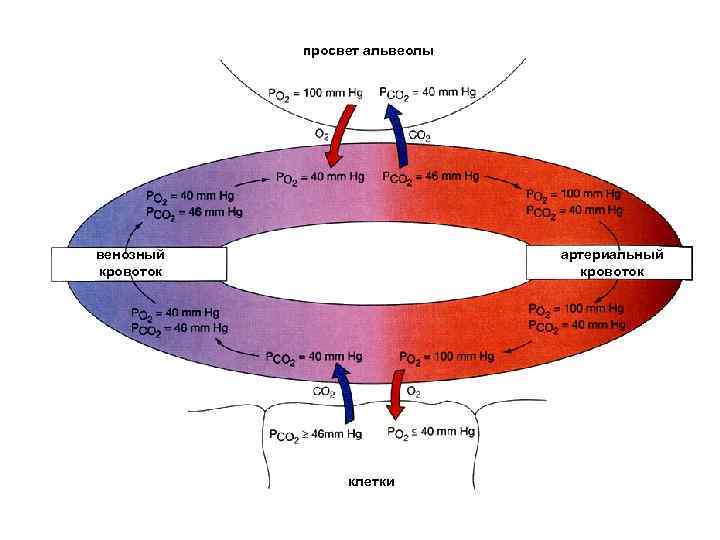 просвет альвеолы венозный кровоток артериальный кровоток клетки 