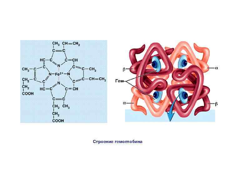 Гем Строение гемоглобина 