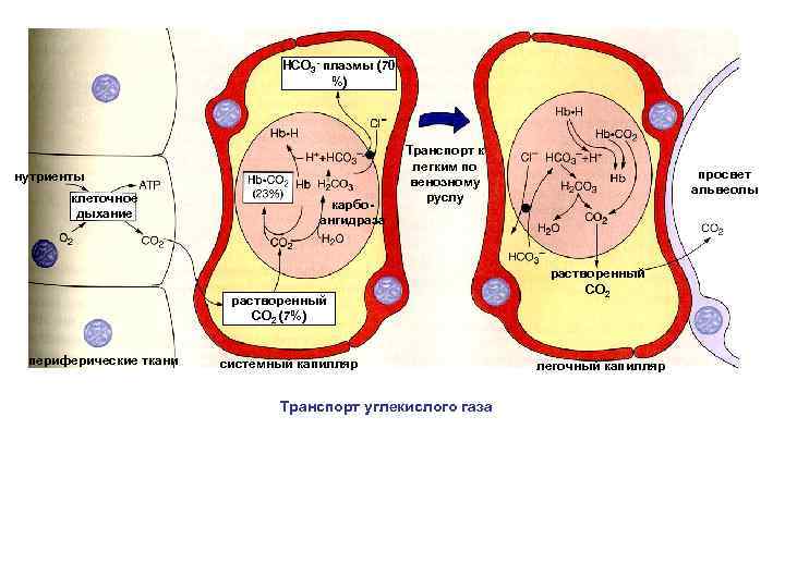 НСО 3 - плазмы (70 %) нутриенты клеточное дыхание карбоангидраза Транспорт к легким по