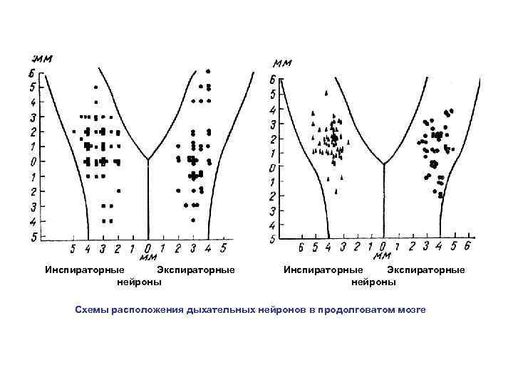 Инспираторные Экспираторные нейроны Схемы расположения дыхательных нейронов в продолговатом мозге 