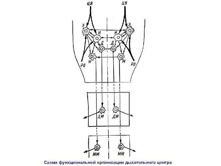 Схема функциональной организации дыхательного центра 