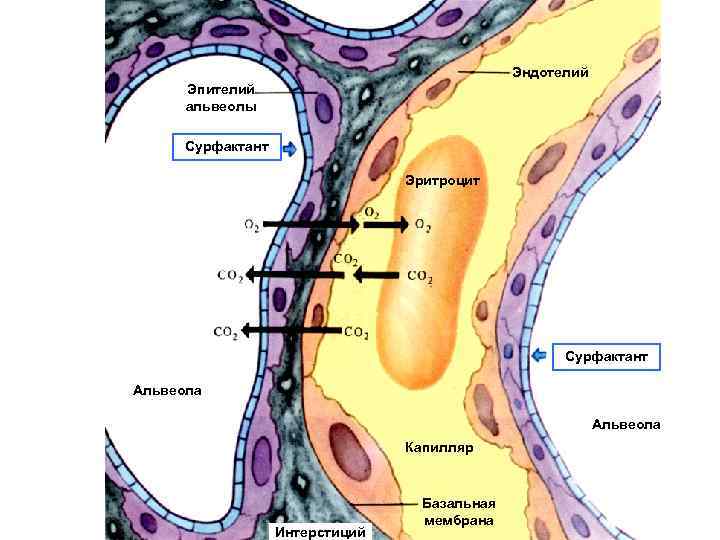 Эндотелий Эпителий альвеолы Сурфактант Эритроцит Сурфактант Альвеола Капилляр Интерстиций Базальная мембрана 