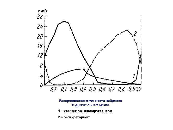 имп/с Распределение активности нейронов в дыхательном цикле 1 – «среднего» инспираторного; 2 – экспираторного