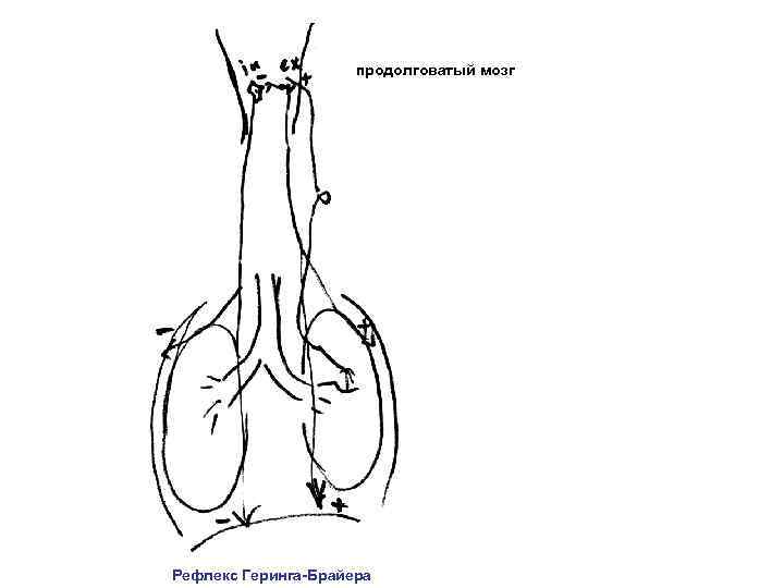 продолговатый мозг Рефлекс Геринга-Брайера 