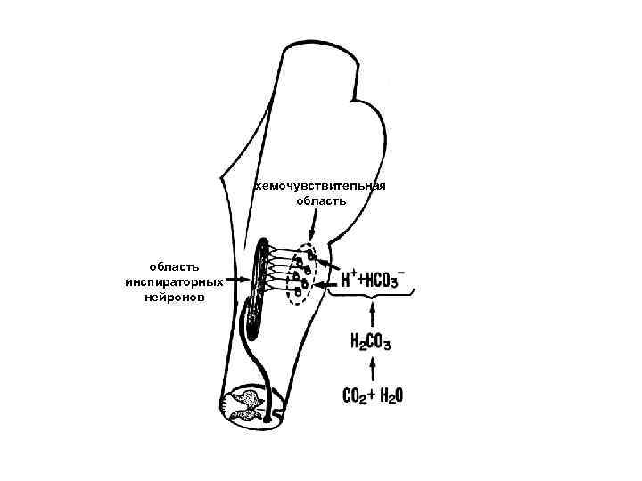 хемочувствительная область инспираторных нейронов 