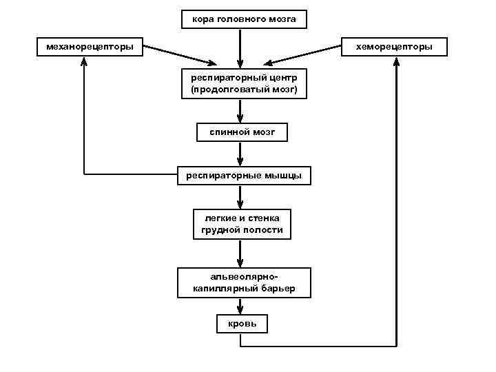 кора головного мозга механорецепторы хеморецепторы респираторный центр (продолговатый мозг) спинной мозг респираторные мышцы легкие