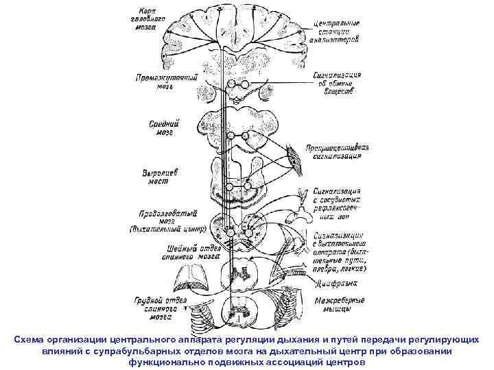 Схема организации центрального аппарата регуляции дыхания и путей передачи регулирующих влияний с супрабульбарных отделов