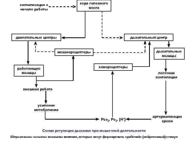 кора головного мозга сигнализация о начале работы двигательные центры дыхательный центр дыхательные мышцы механорецепторы
