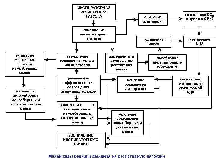 ИНСПИРАТОРНАЯ РЕЗИСТИВНАЯ НАГУЗКА замедление инспираторных потоков активация мышечных веретен межреберных мышц активация мотонейронов межреберных