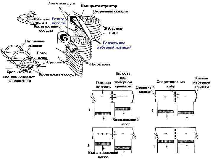 Скелетная дуга Мышца-констриктор Вторичные складки Ротовая полость Кровеносные сосуды Жаберная крышка Жаберные нити Вторичные