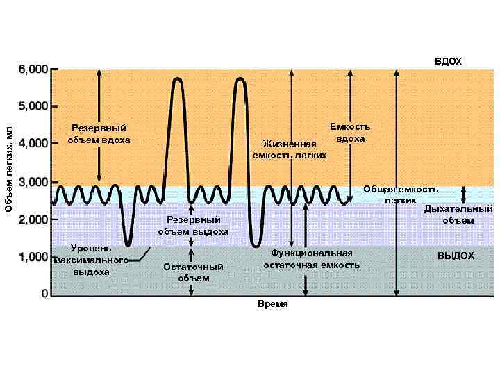 Объем легких, мл ВДОХ Резервный объем вдоха Жизненная емкость легких Емкость вдоха Общая емкость