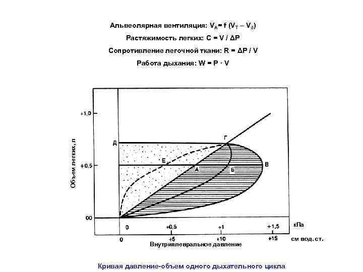 Альвеолярная вентиляция: VA= f (VT – Vd) Растяжимость легких: C = V / ΔP