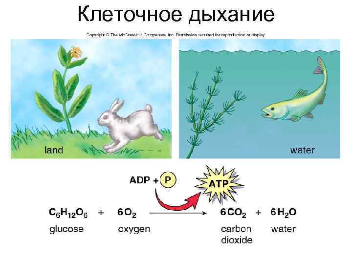 Клеточное дыхание 