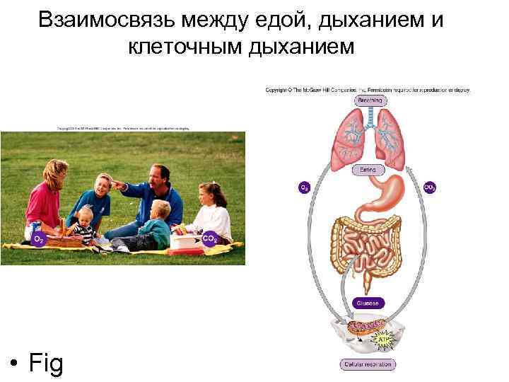 Взаимосвязь между едой, дыханием и клеточным дыханием • Fig 