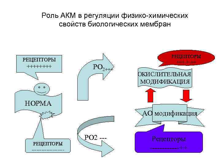 Роль АКМ в регуляции физико-химических свойств биологических мембран РЕЦЕПТОРЫ ++++ РО 2+++ РЕЦЕПТОРЫ +=+-+-+=