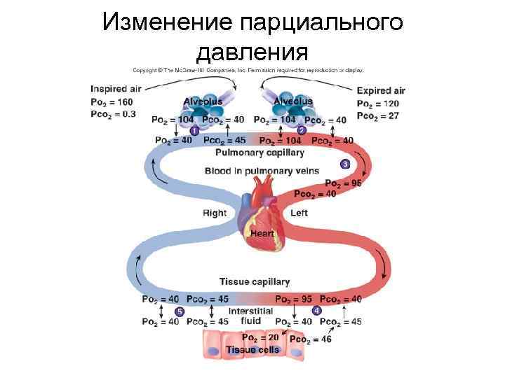 Изменение парциального давления 