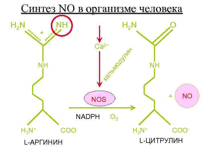 Синтез гаг схема