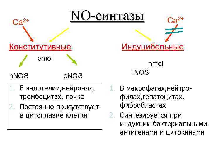 NO-синтазы Ca 2+ Конститутивные pmol n. NOS e. NOS 1. В эндотелии, нейронах, тромбоцитах,