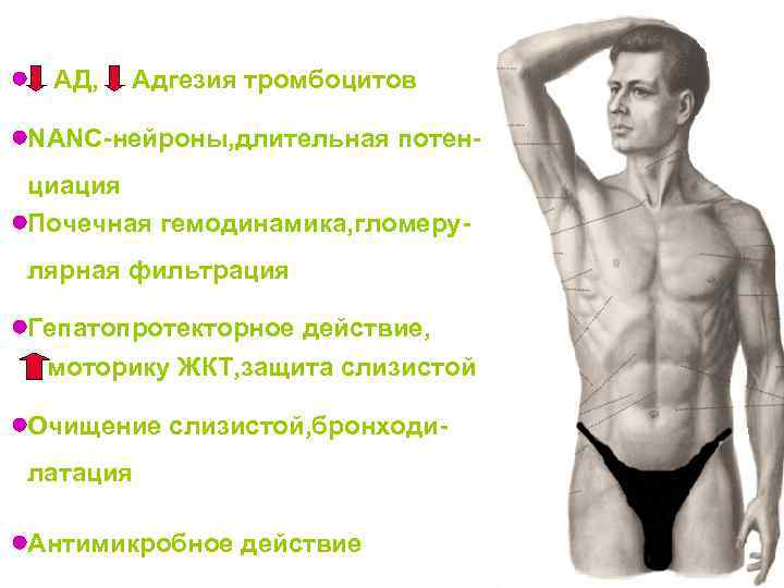 АД, Адгезия тромбоцитов NANC-нейроны, длительная потенциация Почечная гемодинамика, гломерулярная фильтрация Гепатопротекторное действие, моторику ЖКТ,