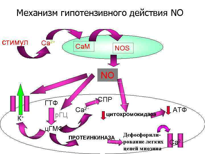 Механизм гипотензивного действия NO стимул Са 2+ Ca. M NOS NO ГTФ К+ р.