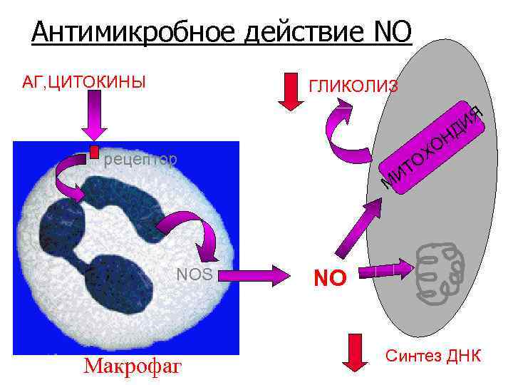 Антимикробное действие NO АГ, ЦИТОКИНЫ ГЛИКОЛИЗ ИЯ Д рецептор ТО И ОН Х М