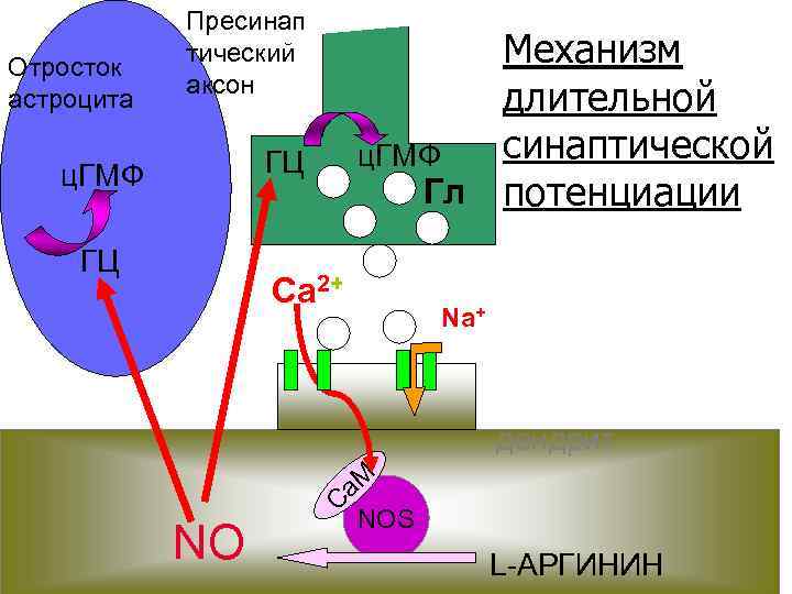 Отросток астроцита Пресинап тический аксон Механизм длительной синаптической ц. ГМФ Гл потенциации ГЦ ц.