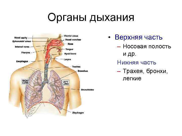 Органы дыхания • Верхняя часть – Носовая полость и др. Нижняя часть – Трахея,