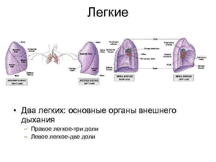 Легкие • Два легких: основные органы внешнего дыхания – Правое легкое-три доли – Левое