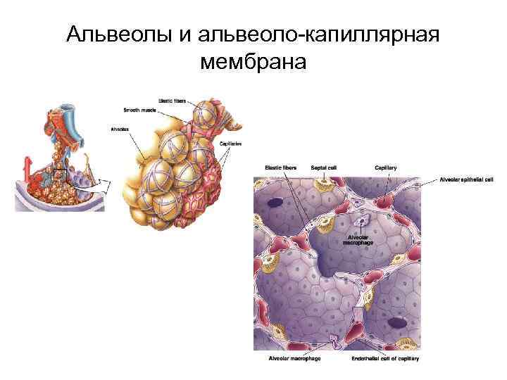 Альвеолы и альвеоло-капиллярная мембрана 