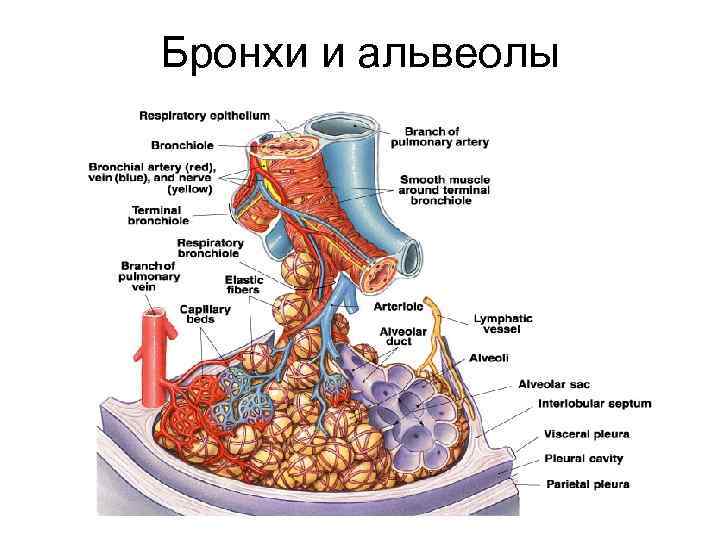 Бронхи и альвеолы 