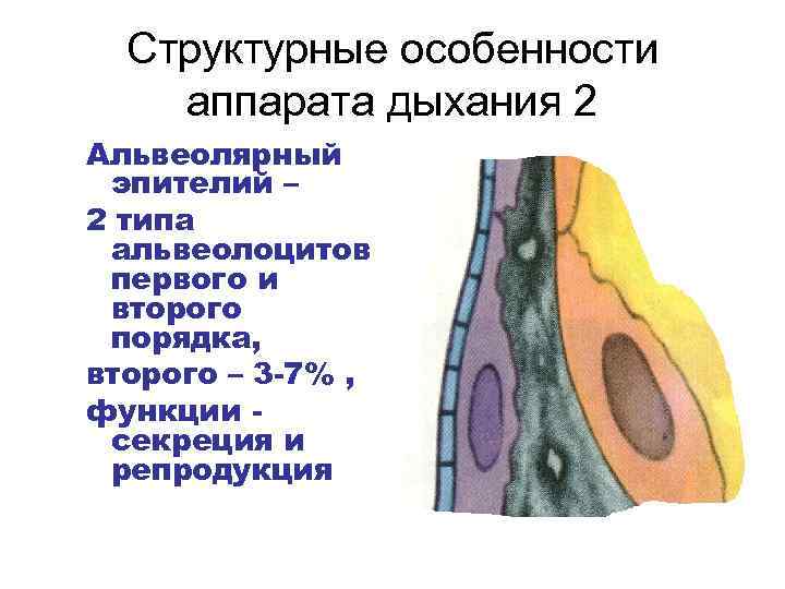 Структурные особенности аппарата дыхания 2 Альвеолярный эпителий – 2 типа альвеолоцитов первого и второго