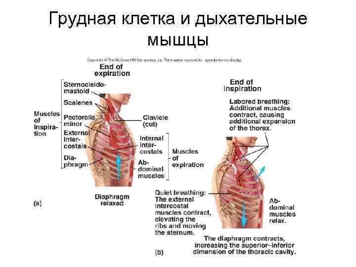 Грудная клетка и дыхательные мышцы 