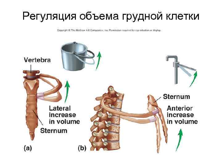 Регуляция объема грудной клетки 