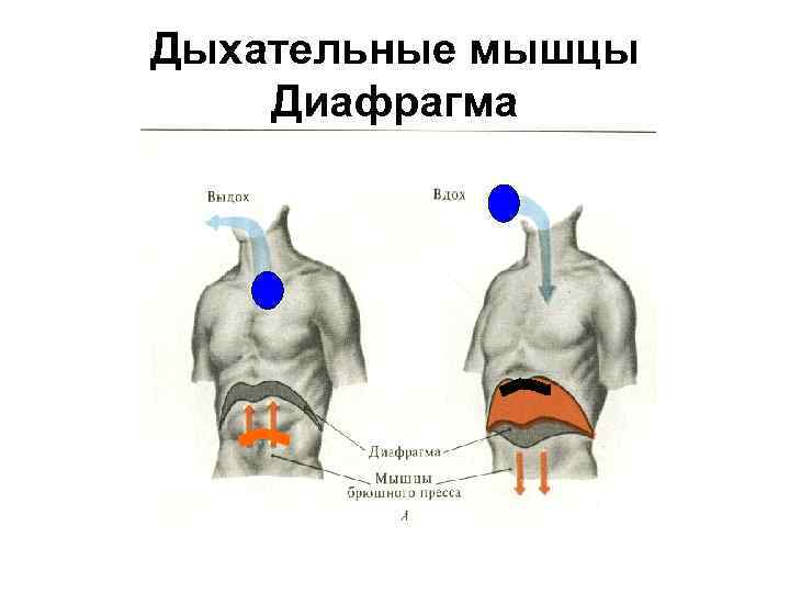 Дыхательные мышцы Диафрагма 