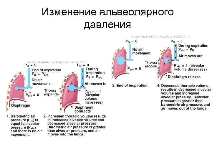 Изменение альвеолярного давления 