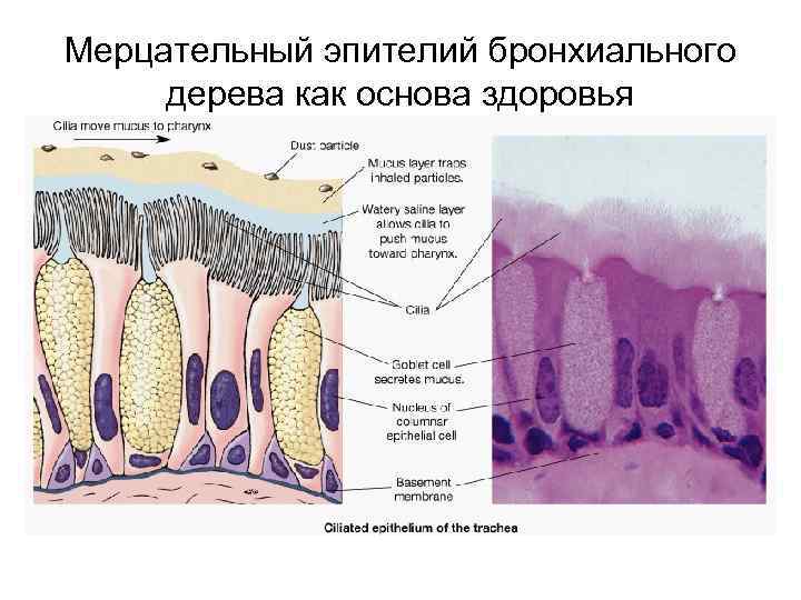 Стенки верхних дыхательных путей выстилает ткань изображенная на рисунке