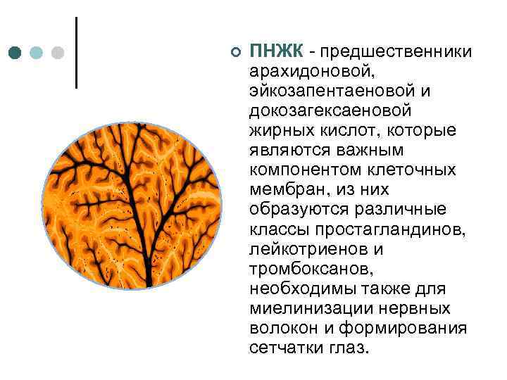 ¢ ПНЖК - предшественники арахидоновой, эйкозапентаеновой и докозагексаеновой жирных кислот, которые являются важным компонентом