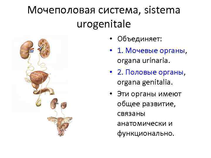 Мочеполовая система, sistema urogenitale • Объединяет: • 1. Мочевые органы, organa urinaria. • 2.