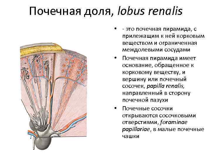 Почечная доля, lobus renalis • - это почечная пирамида, с прилежащим к ней корковым