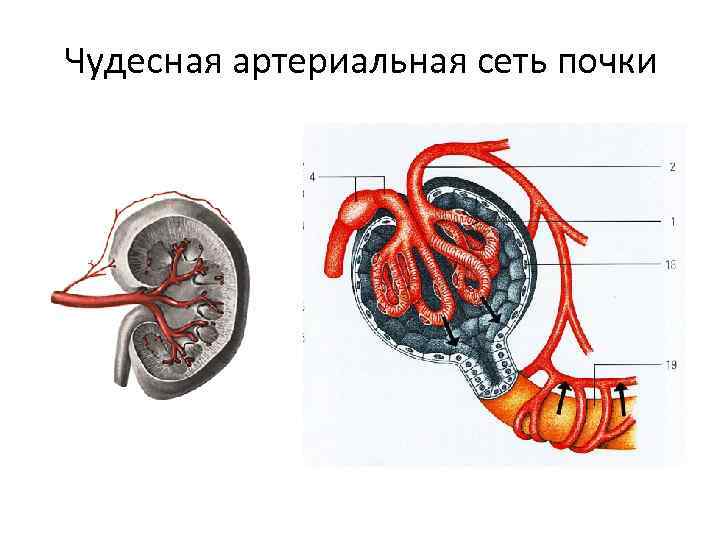 Чудесная артериальная сеть почки 